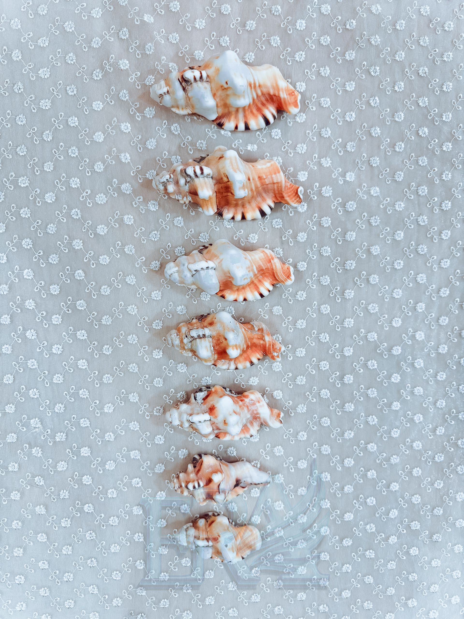 Vỏ Ốc 00024